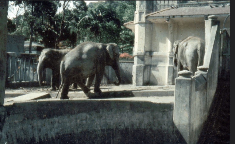 How to Move a Zoo: the incredible true story – Kate Simpson and Owen ...